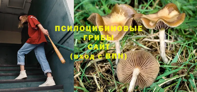 гидра   Родники  Галлюциногенные грибы Psilocybine cubensis  купить наркотики сайты 